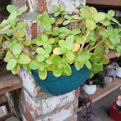 torquoise  wall planter