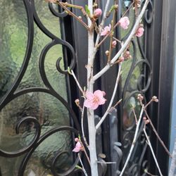 Fruit COCKTAIL TREE