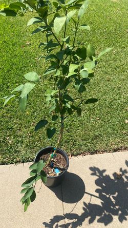 Persian lime