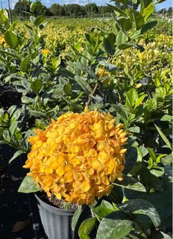 💛 Yellow Ixora
