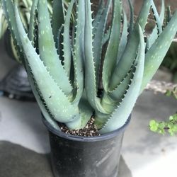$6 Aloe Vera Plant
