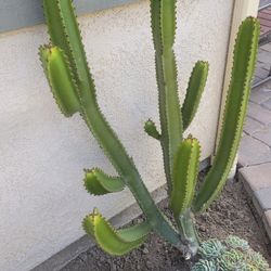 Large euphorbia + pretty Echiveria succulent , Very easy to transplant to pot or garden.