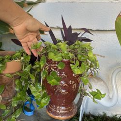 Ceramic Vase With Plant For $10