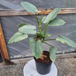 Philodendron Silver Sword Plant 10" Pot