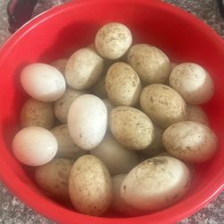 Duck eggs 