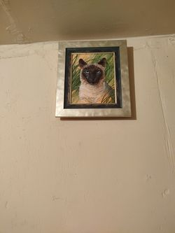 Cats In Sy Vuil Kont