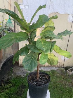 Indoor Plant