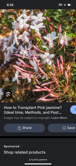 Pink Jasmin Plant 4in Pot