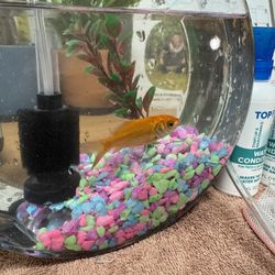 Goldfish & Starter Aquarium 