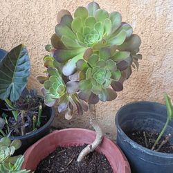 Plants For Sale 