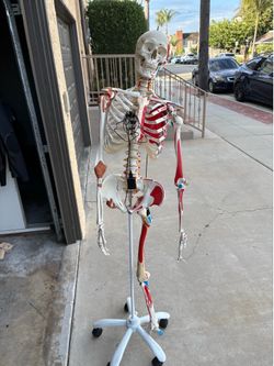 Skeleton - Halloween Decoration