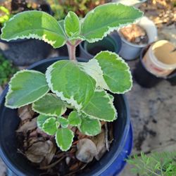 Variegated Cuban Oregano Plant