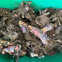 Red Canna Bulbs