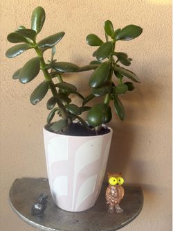 Plant