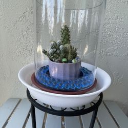 Cute Cactus w/ Ceramic & Glass 