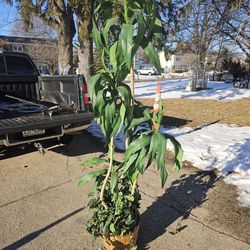 Price is firm.. beautiful 6 ft fake houseplant