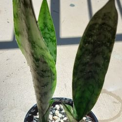 Snake plant with pot/ see discription 👍👍