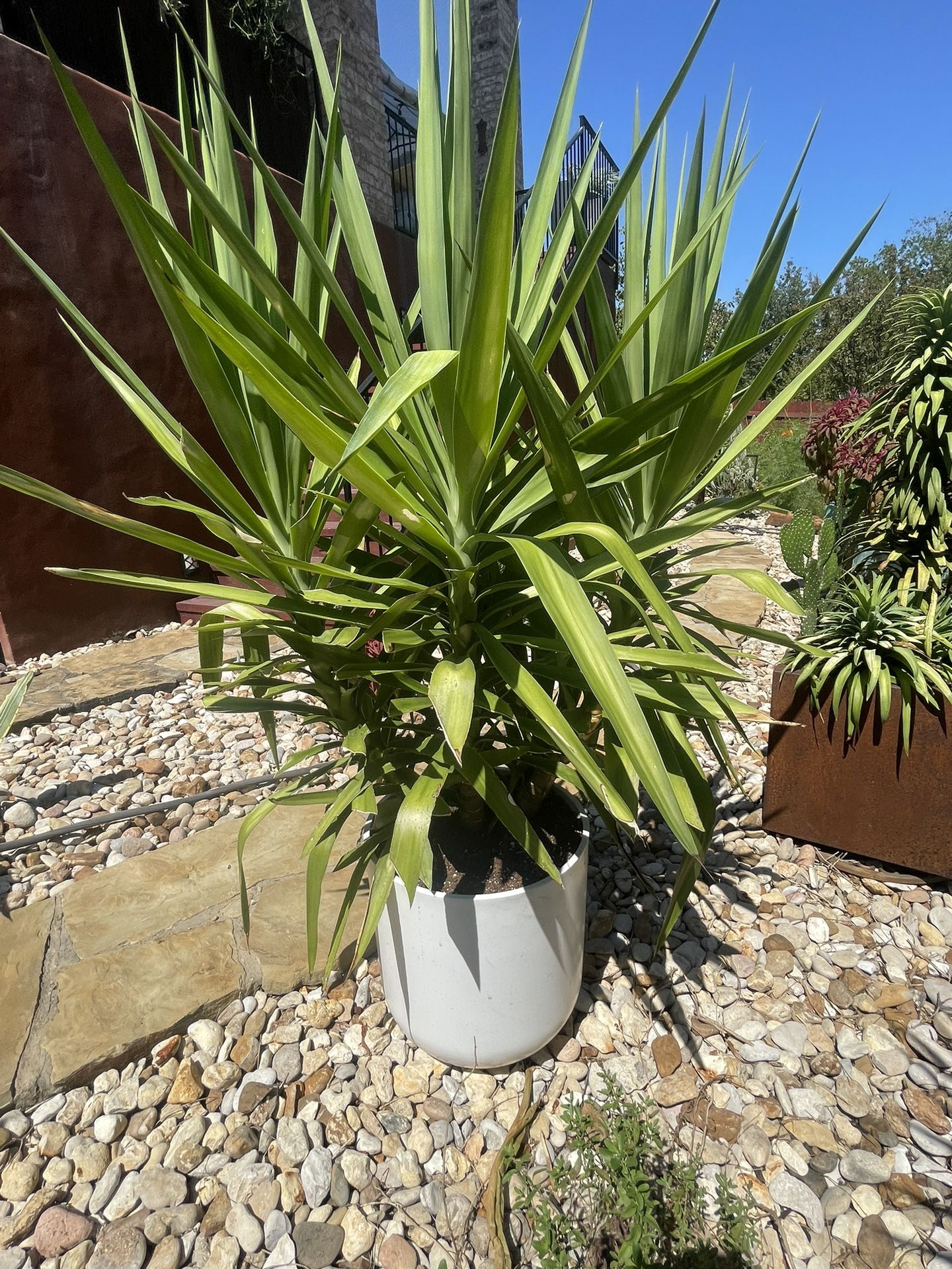 Yucca Gloriosa Green  Plant Succulent Tree Pair Of Two In 20 Inch White Planter Pot About 4 Feet Tall Set Of Two