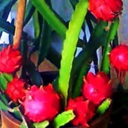 Red Flesh Dragon Fruit Plants - 2 feet & up tall - $15 each pot
