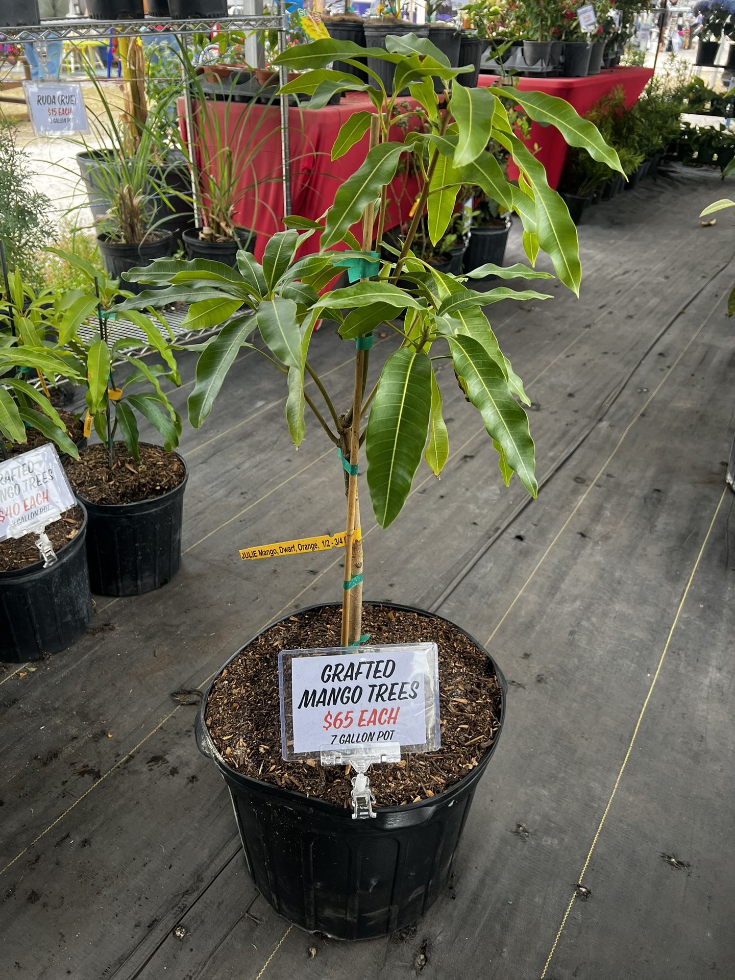 7 Gallon Grafted Dwarf Julie Mango Tree for Sale in Lake Wales, FL
