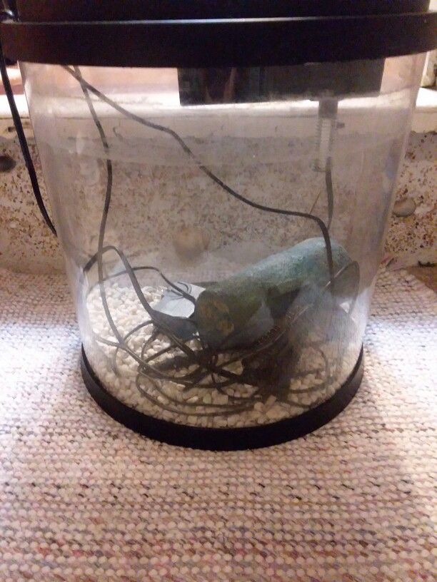Fish TANK