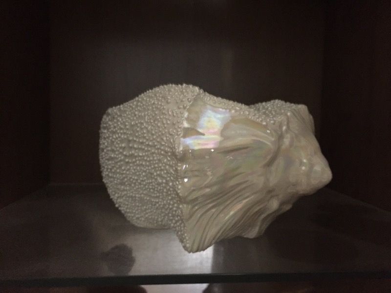 Sea Shell