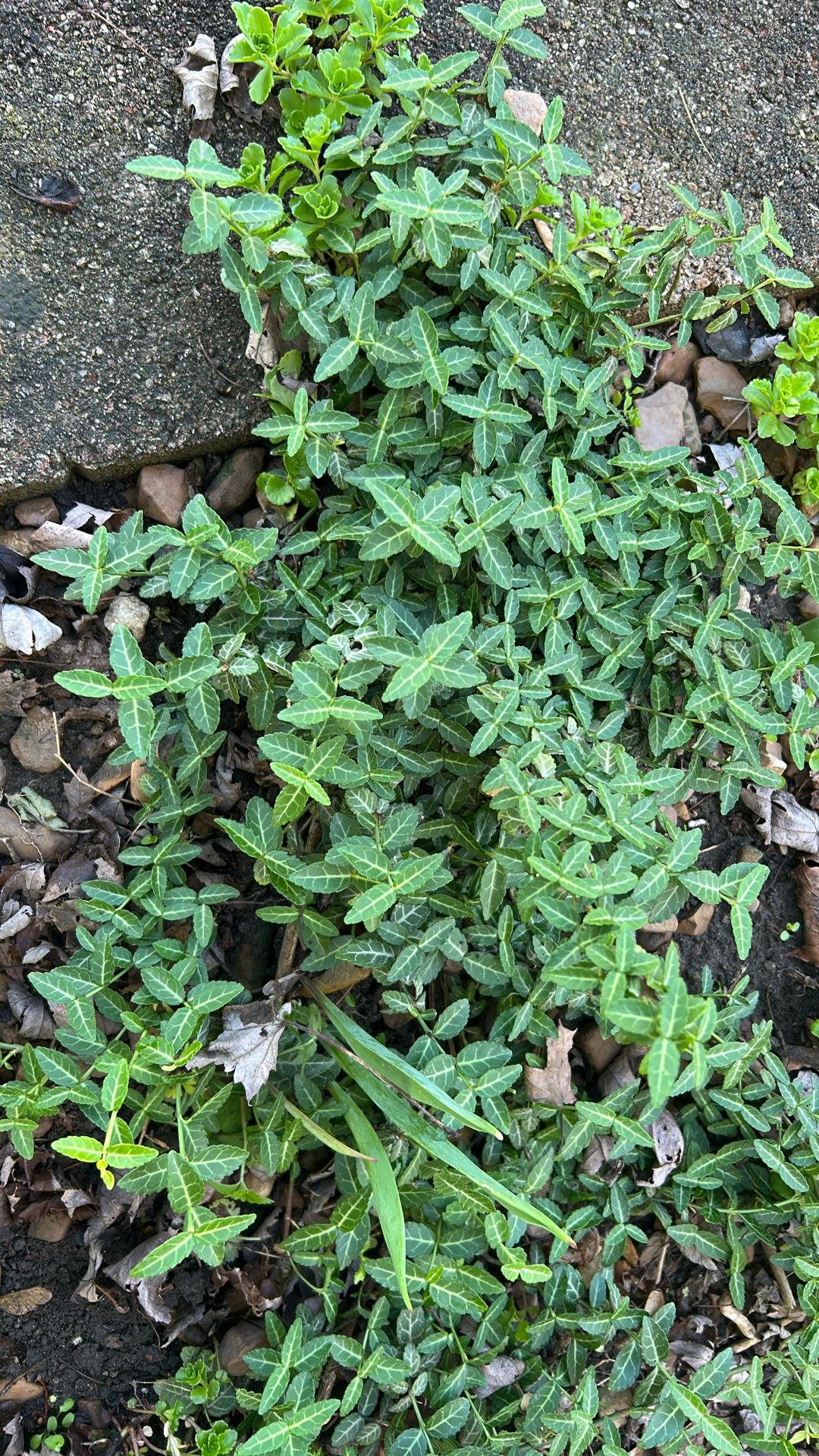 Plant