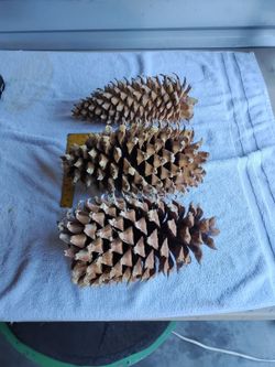Pinecones