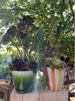 Very beautiful Succulent in a pot , each big pot $35
