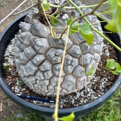 Dioscorea elephatines | African Tortoise Shell Plant | 30 Years Old 