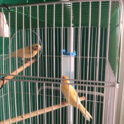 Bird Cage 