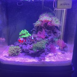 14G Biocube Corals And Fish Included 