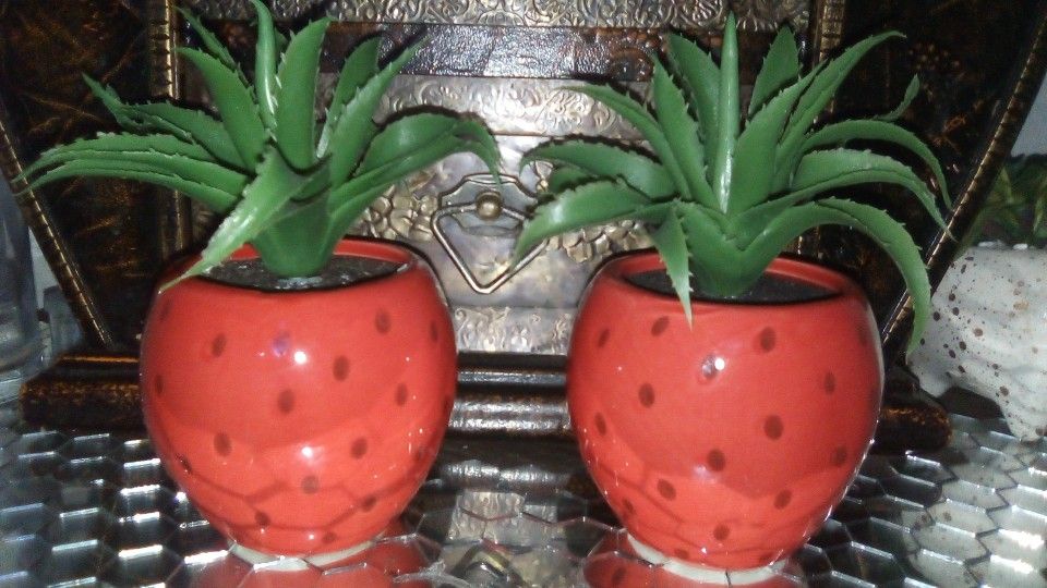 Strawberry Cactus Pots