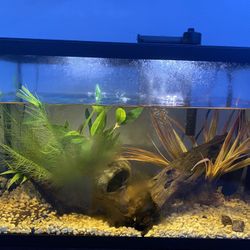 10 Gallon Betta Fish Tank 