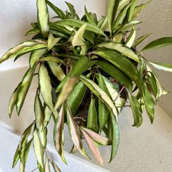 🩷Variegated Hoya wayetii 🩷Hoya Krimson Queen 6” Nursery pot🩷PLS READ DESCRIPTION 