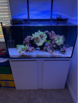 65 gallon reef tank