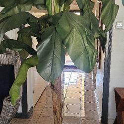 Banana (Fake Tree)  $50