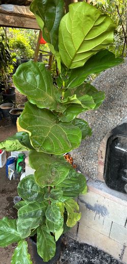 Fiddle Leaf Fig Tree