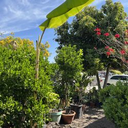 Big Tall 7ft Thai Banana Tree