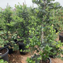 Ligustrum japonicum, Waxleaf Privet Hedges plant, 15gal