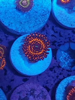 illuminati zoa coral