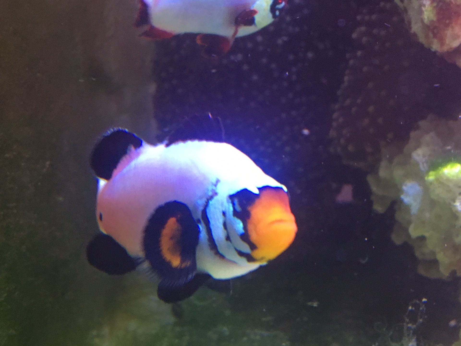 Large ultra blizzard clownfish