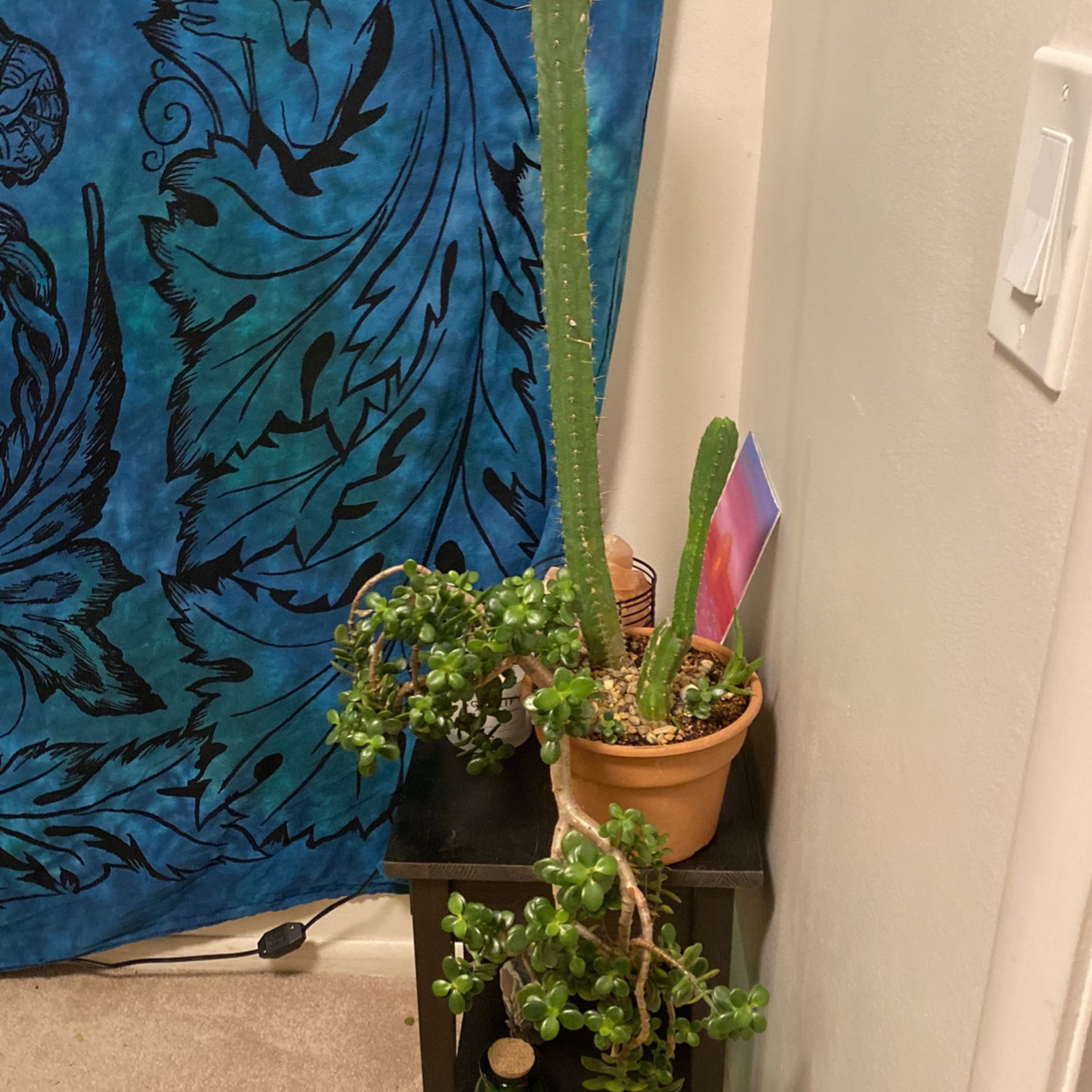 Cactus Succulent Arrangement 