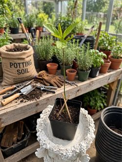 Young Avocad in Pot