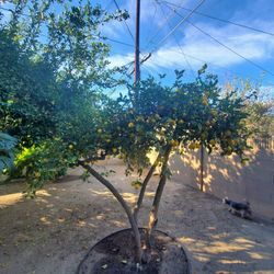 Meyer Lemons