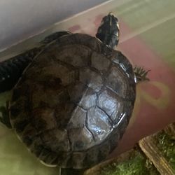 Red ear Turtle For Sale