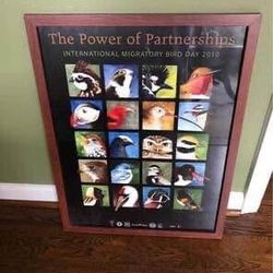 Framed Bird Poster 