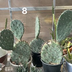 Opuntia Cactus Plant Yellow Bloom