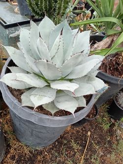 Blue artichoke agave