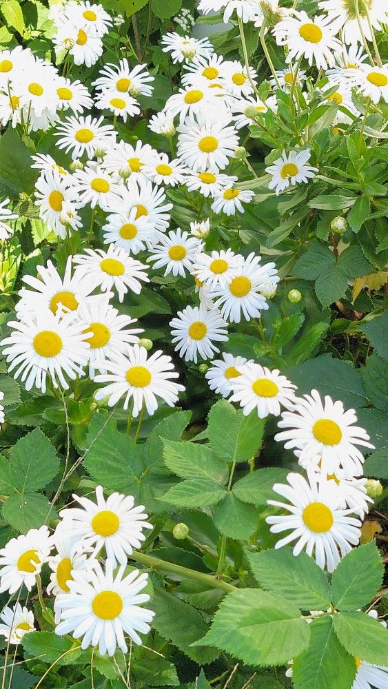 Shasta Daisy Flower Starter Plants